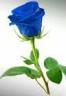single blue rose cropped